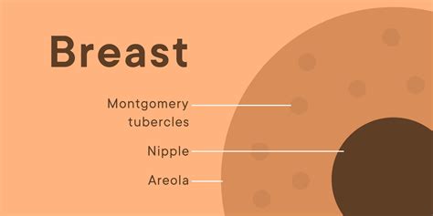 busty areolas|Breast Pictures, Anatomy & Anatomy 